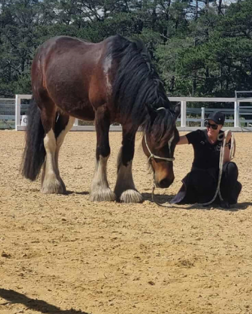 Horsemanship Clinics