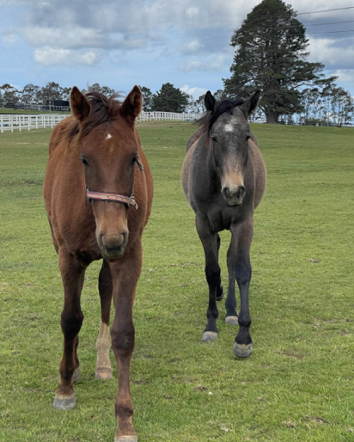 Horsemanship Clinics