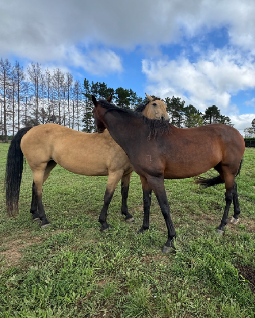 Horsemanship Clinics