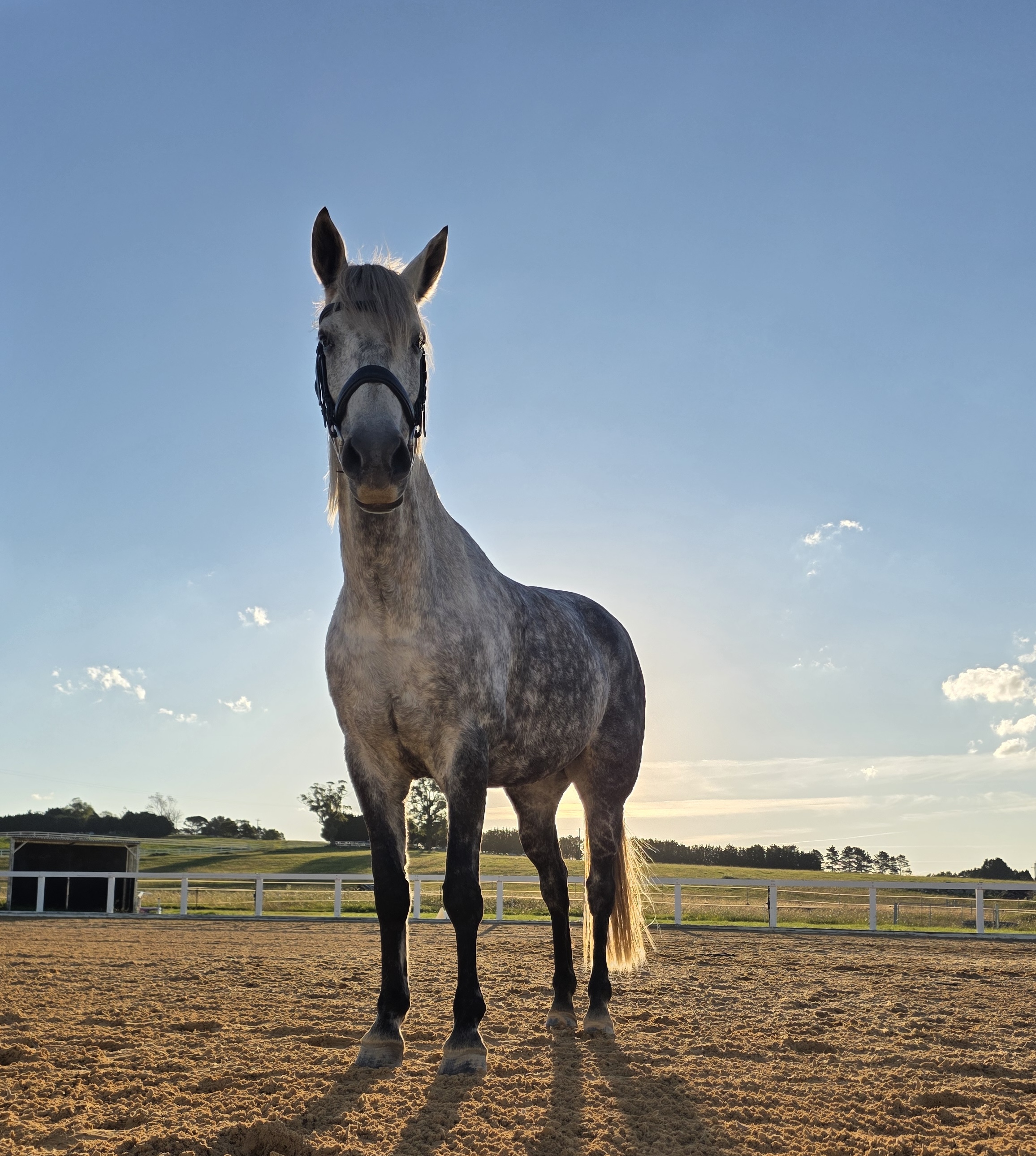 Diablo (heartland angel del diablo)